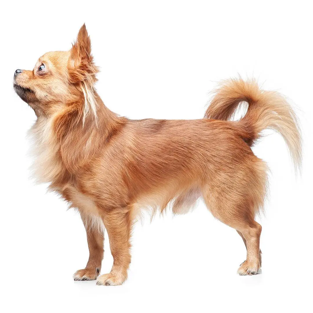 Chihuahua (Long Coat)