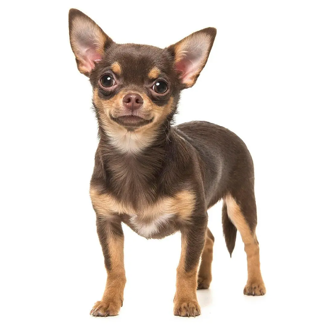 Chihuahua (Smooth Coat)