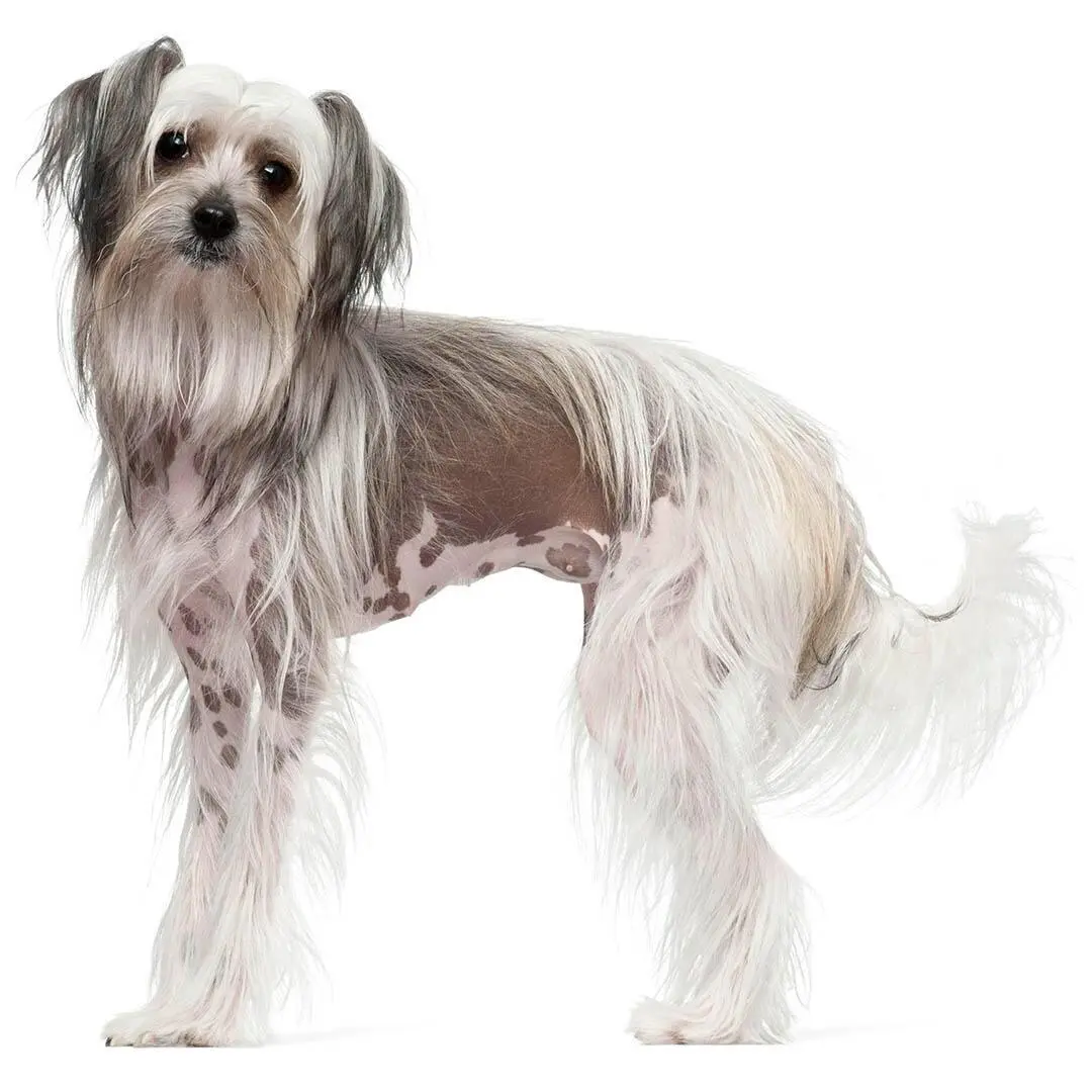 Chinese Crested