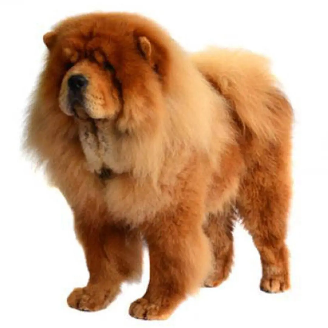 Chow Chow