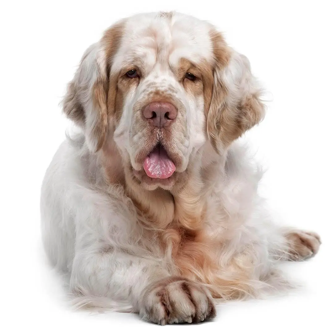 Clumber Spaniel