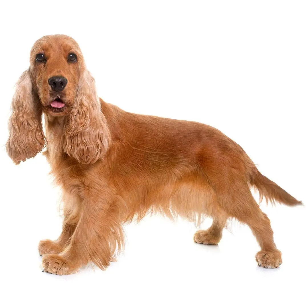 English Cocker Spaniel