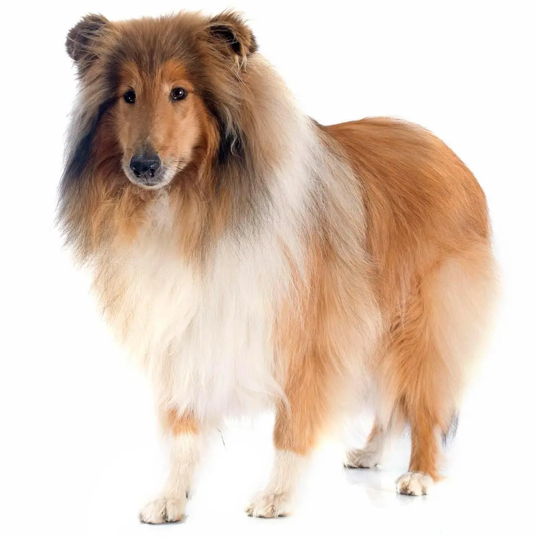 Rough Collie