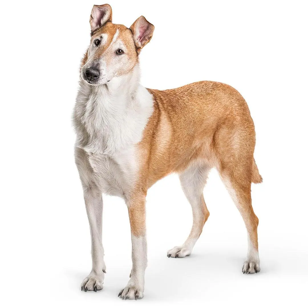 Smooth Collie