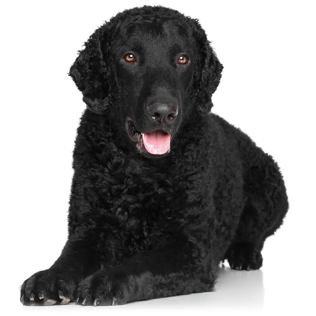 Curly Coated Retriever