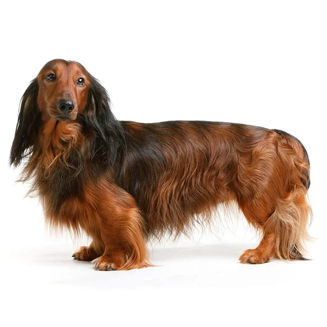 Long Haired Dachshund