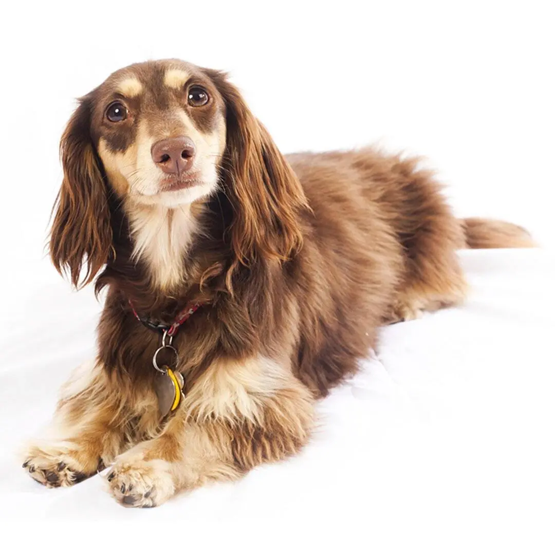 Miniature Long Haired Dachshund