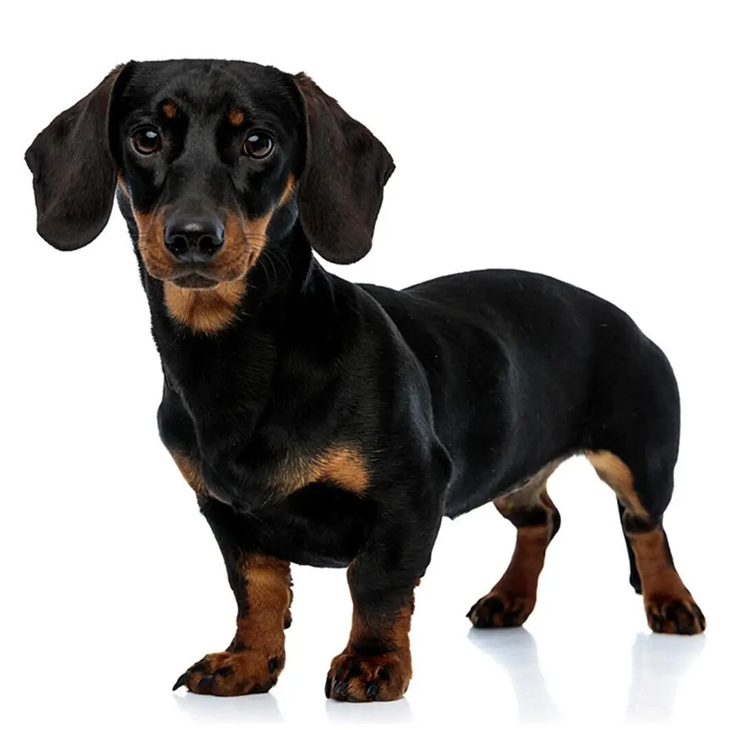 Miniature Smooth Haired Dachshund