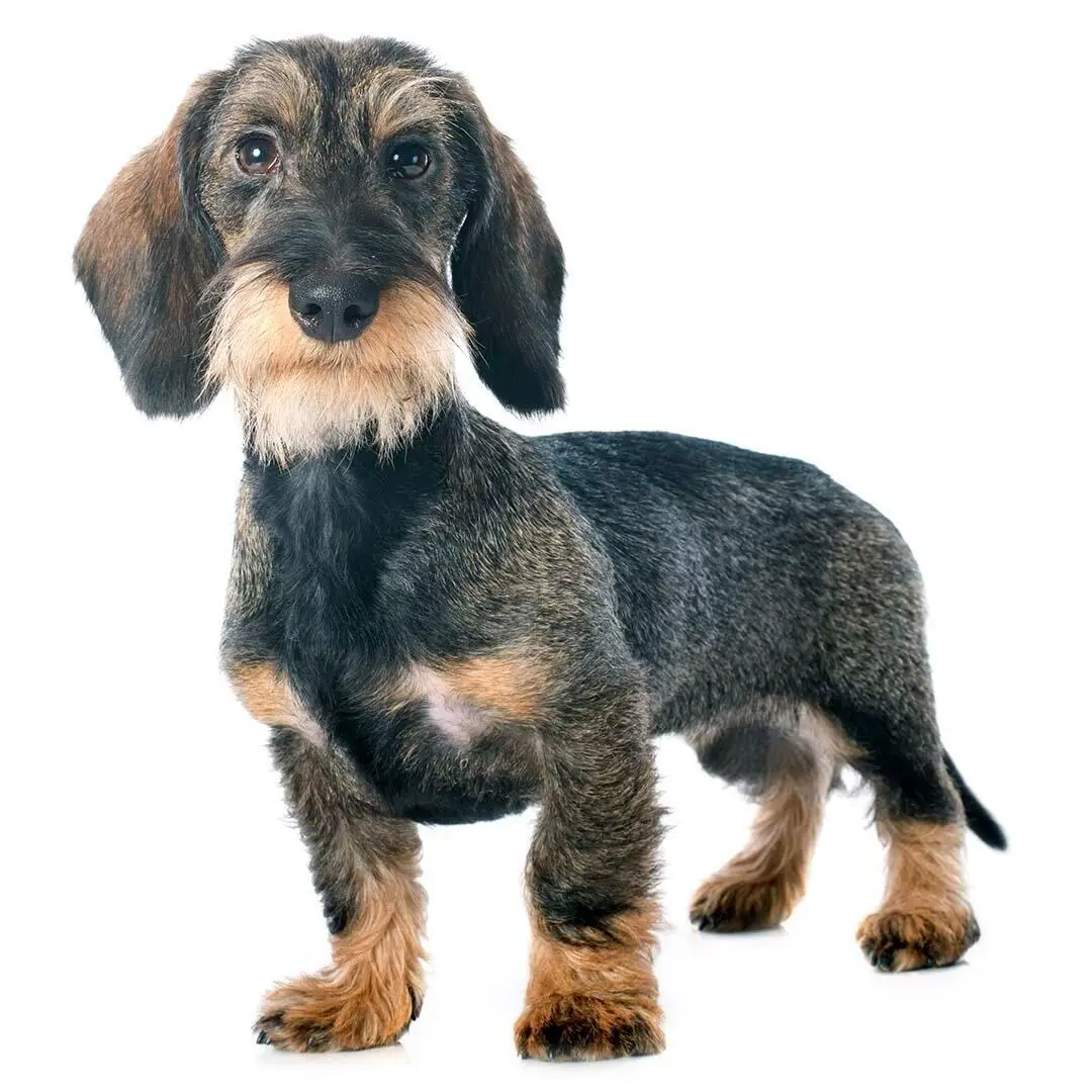 Miniature Wire Haired Dachshund