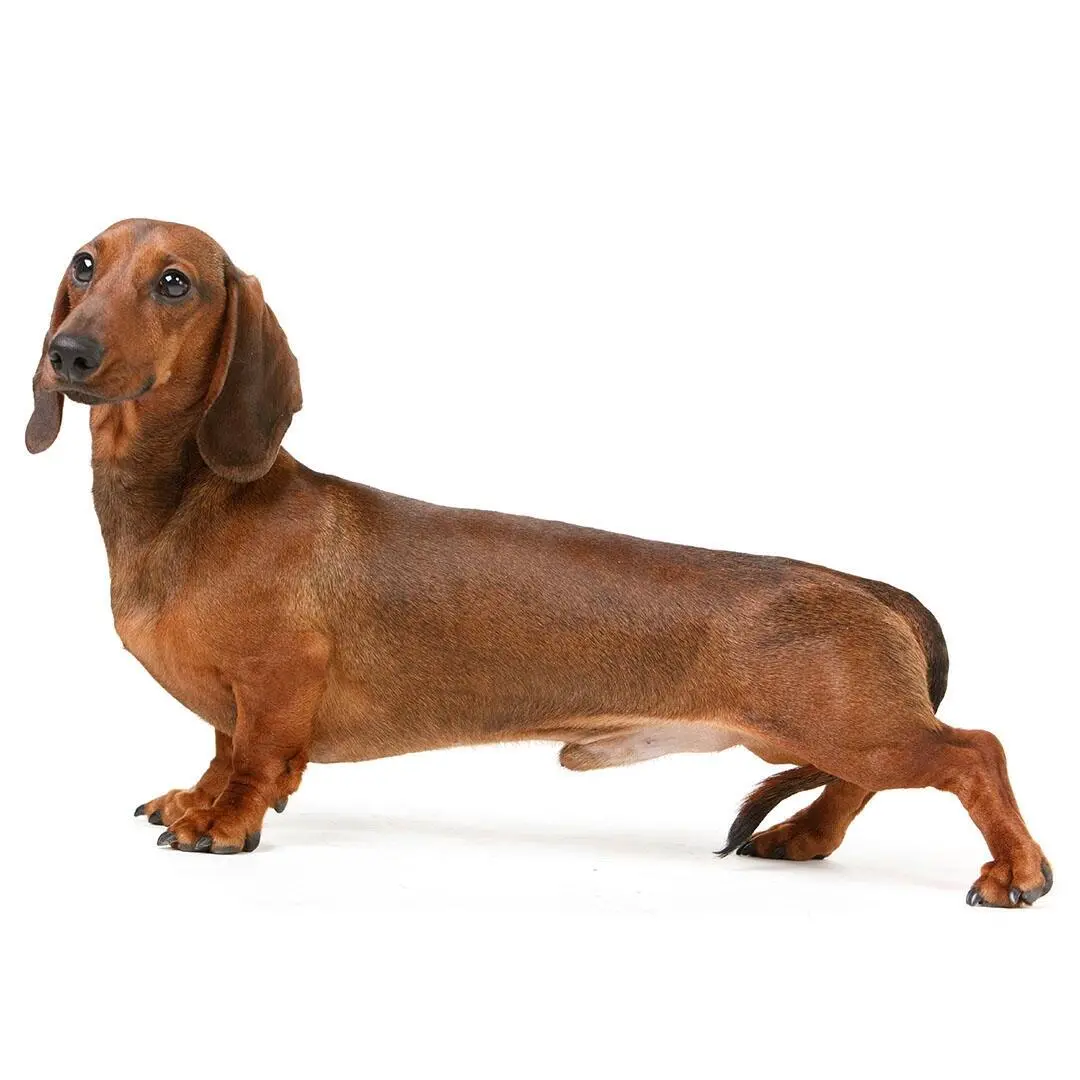 Smooth Haired Dachshund