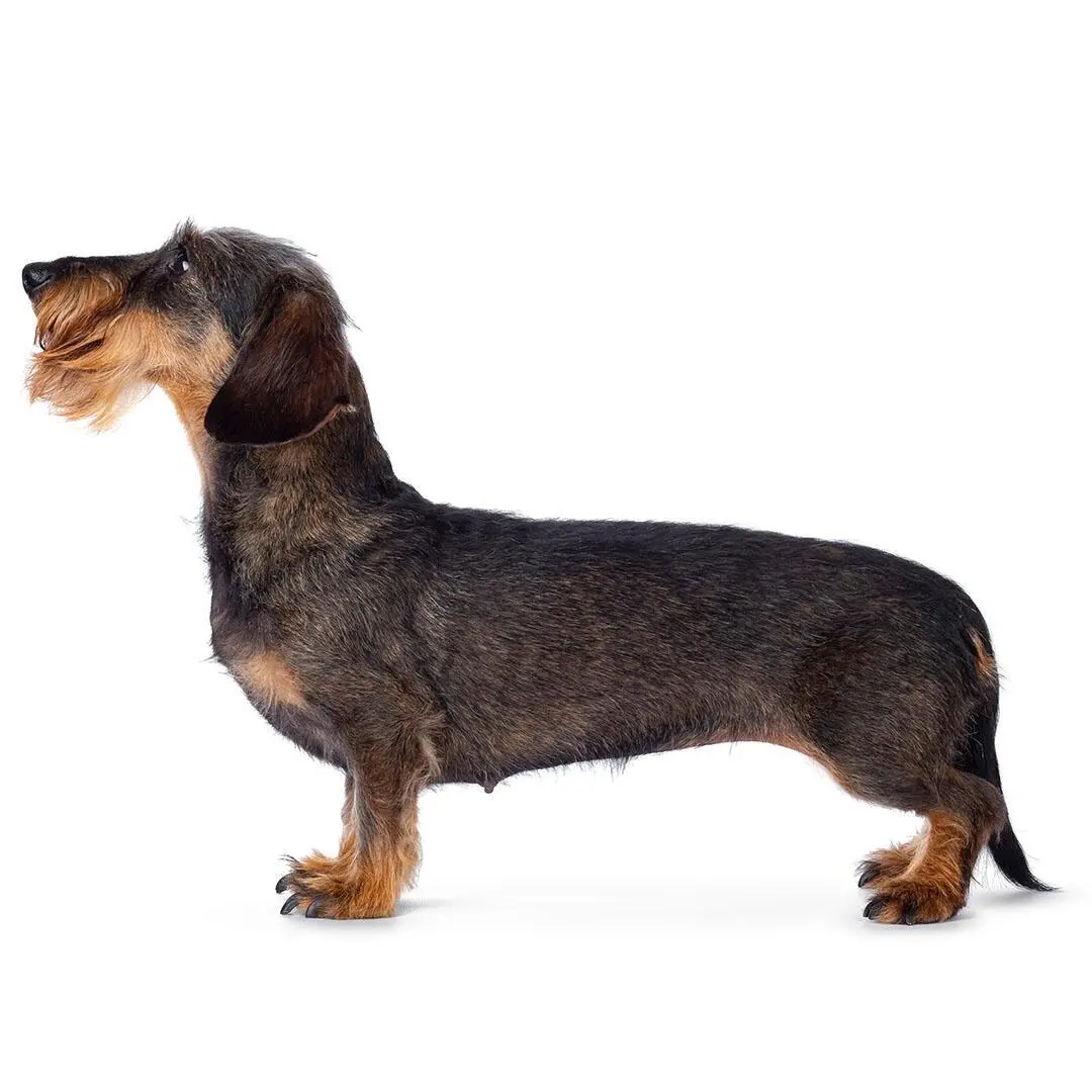 Wire Haired Dachshund