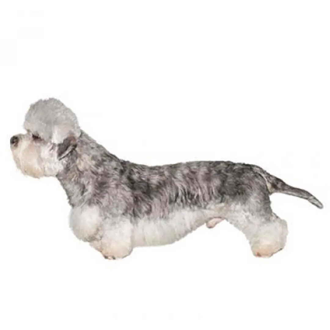 Dandie Dinmont Terrier