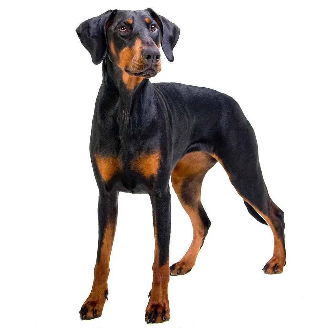 Dobermann