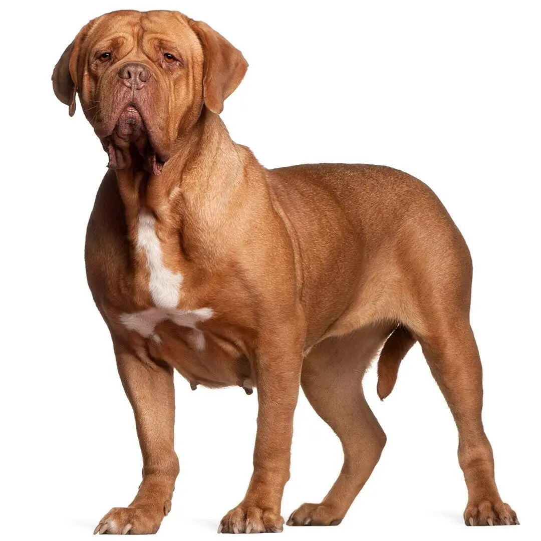 Dogue de Bordeaux