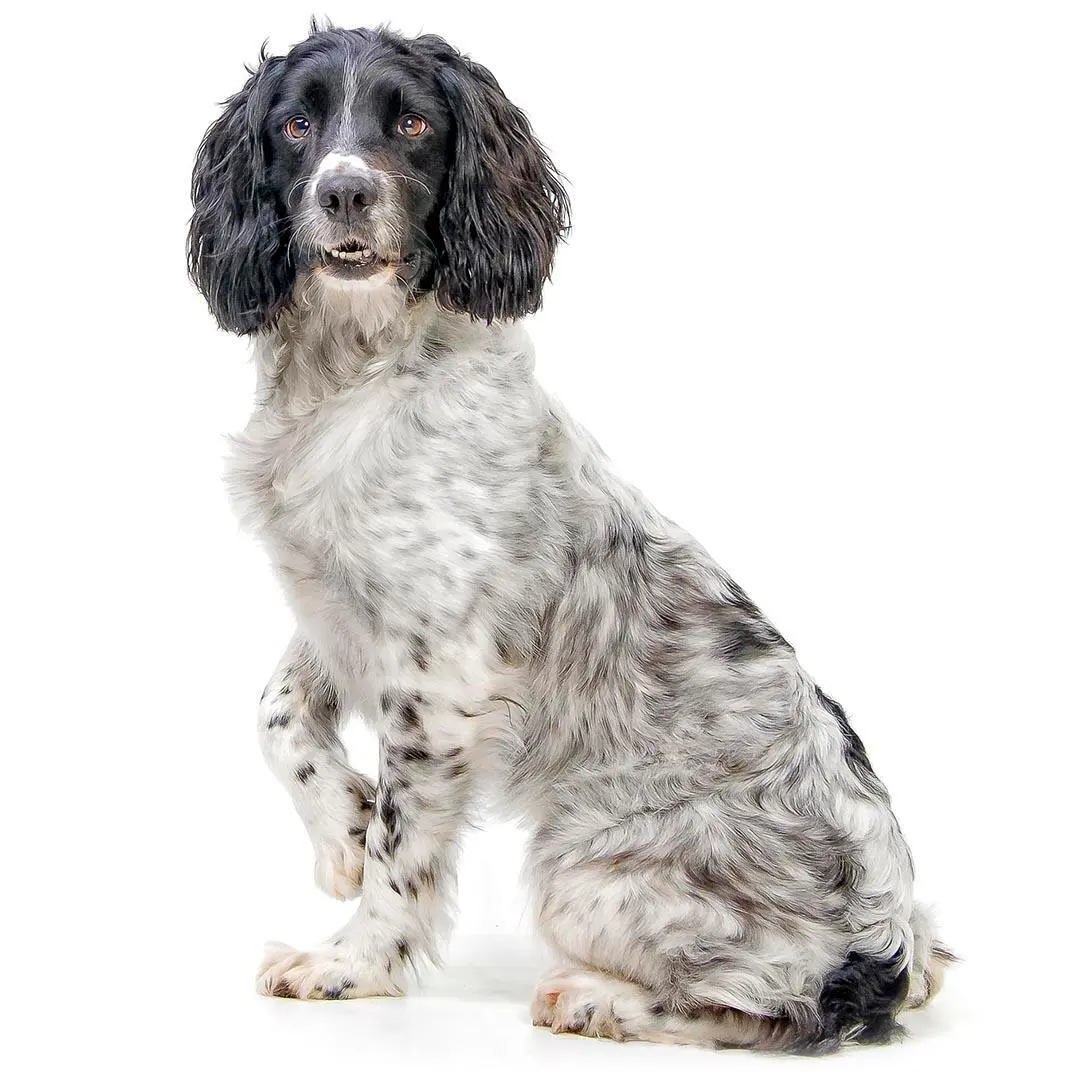 English Springer Spaniel