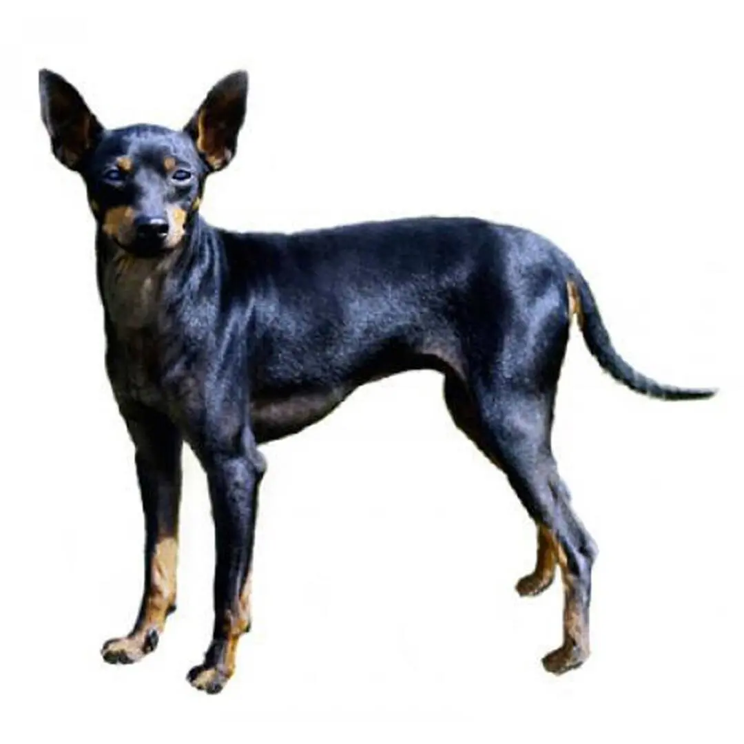 English Toy Terriers