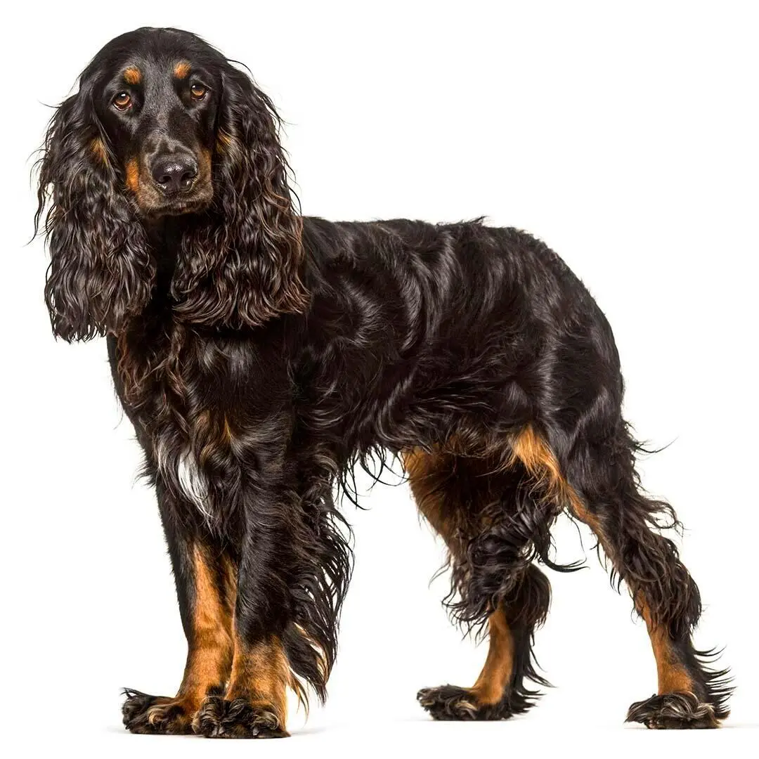 Field Spaniel