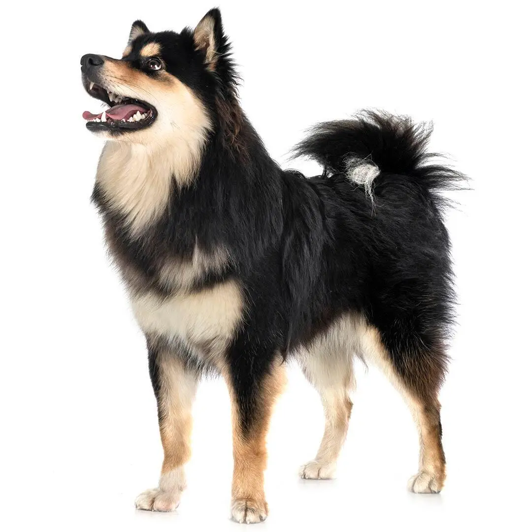 Finnish Lapphund