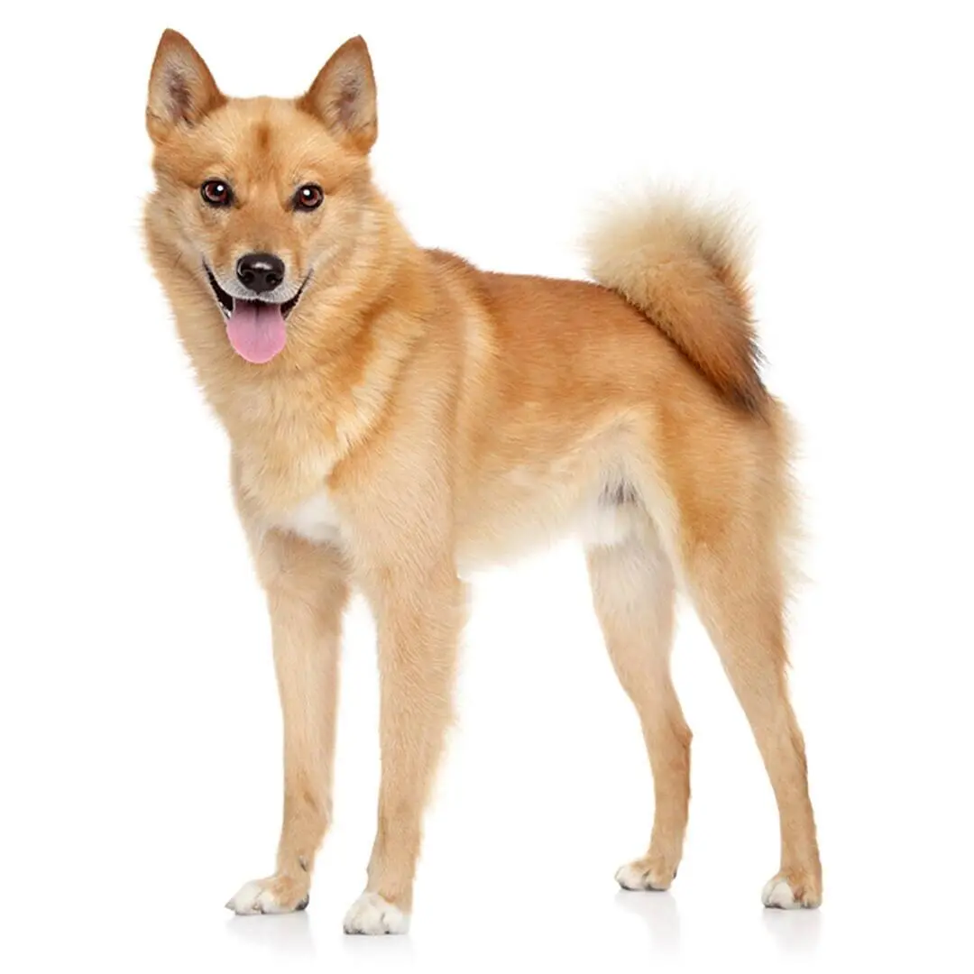 Finnish Spitz