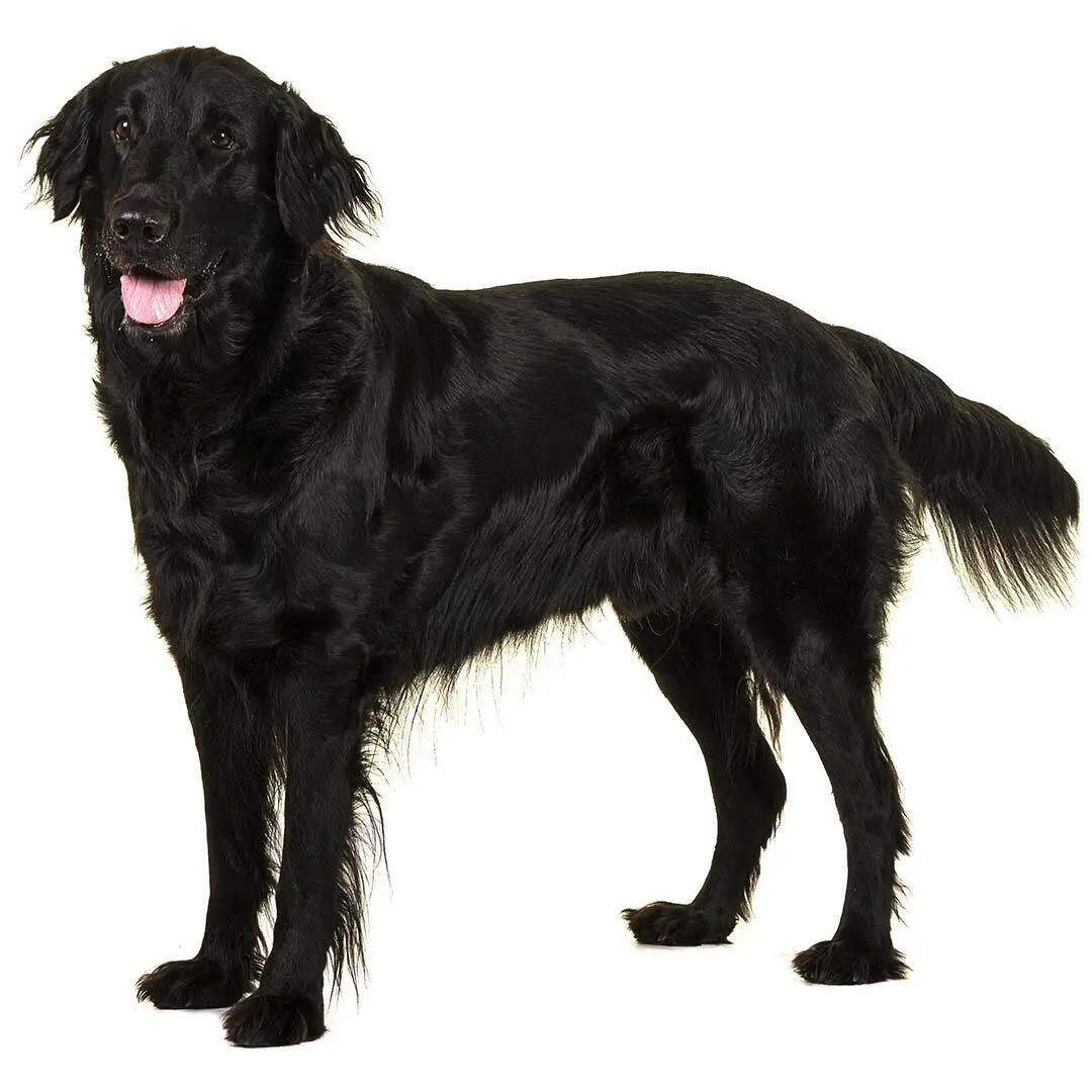 Flatcoated Retriever