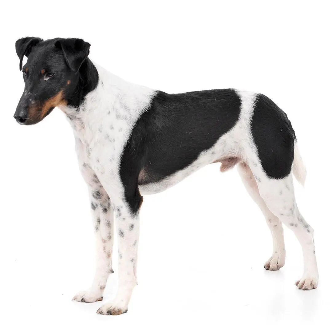 Smooth Coat Fox Terrier