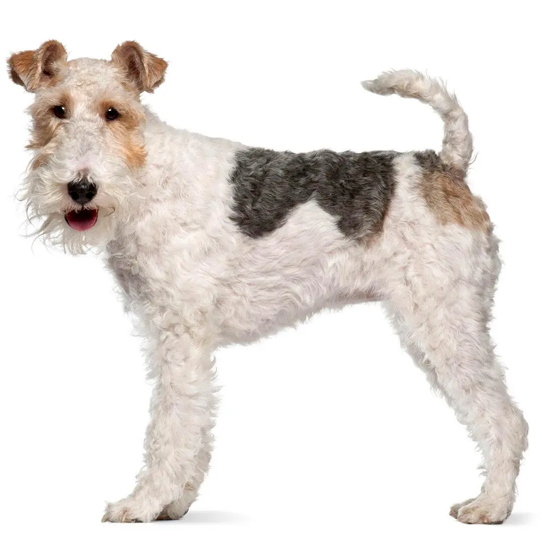 Wire Fox Terrier