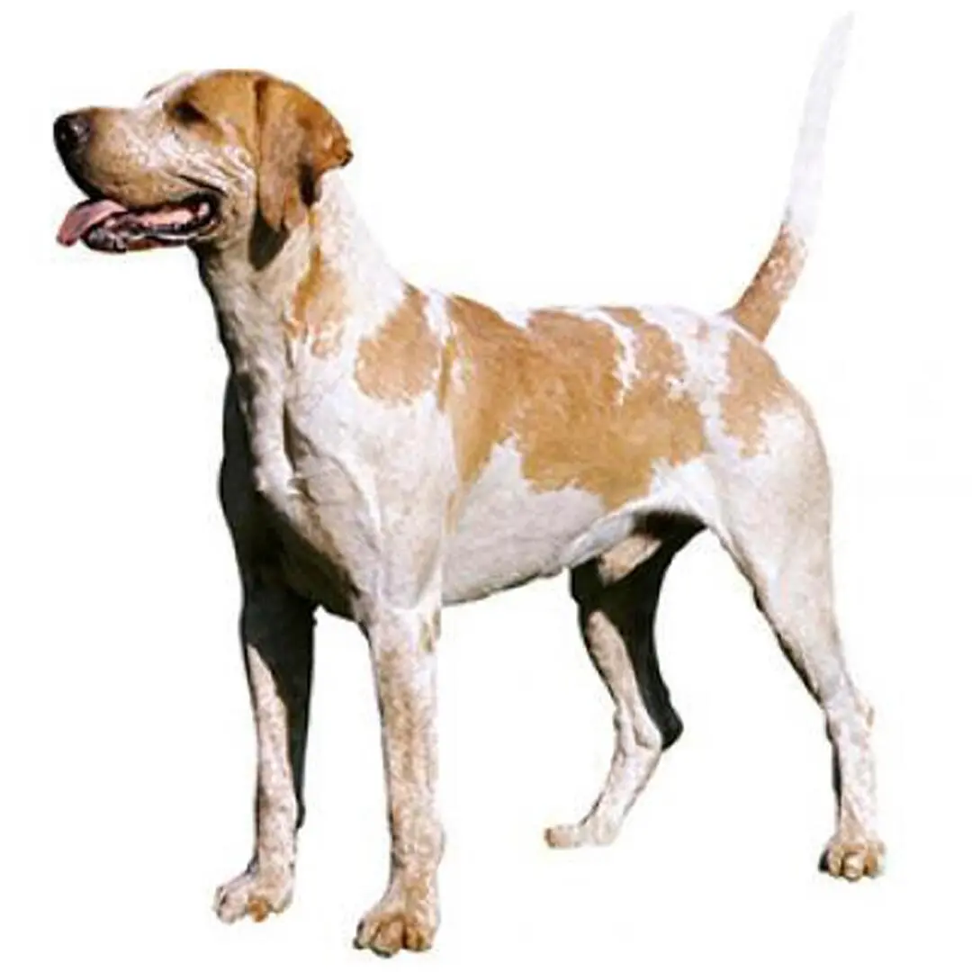 Foxhound