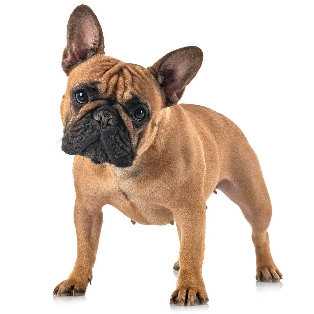 French Bulldog