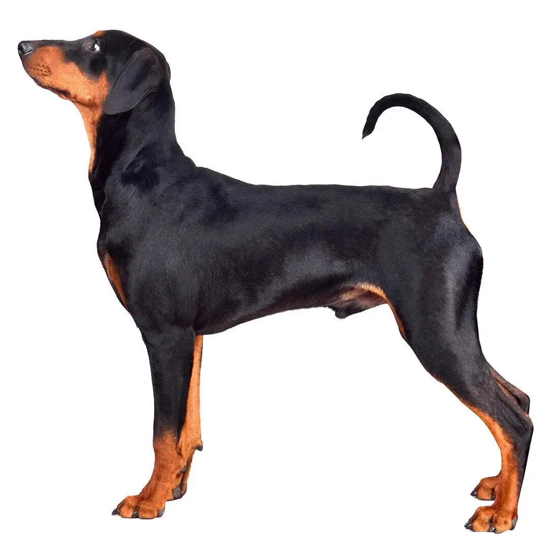 German Pinscher