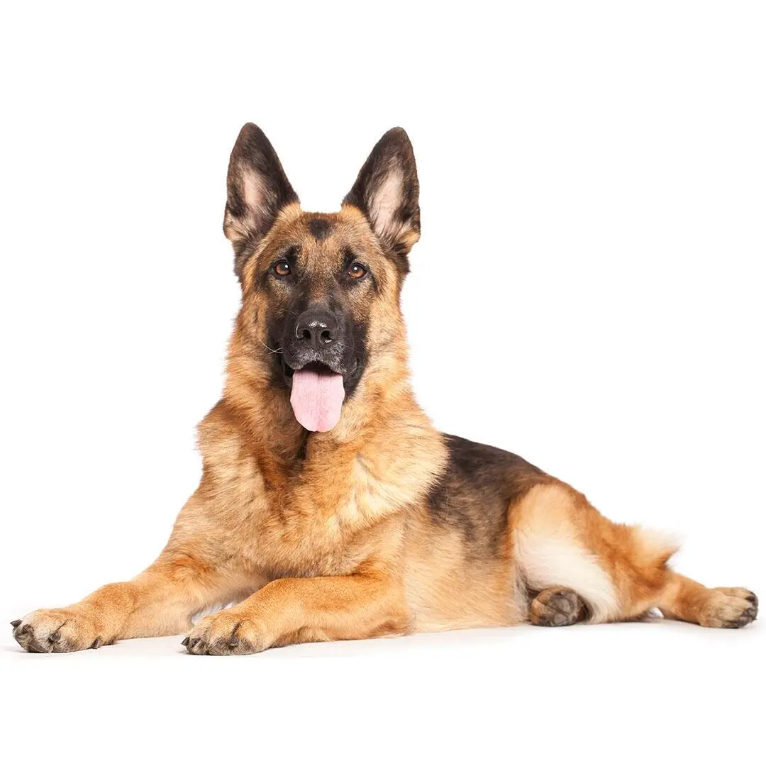 German Shepherd Dog