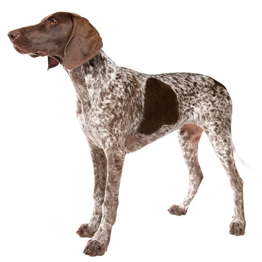 German Short-Haired Pointer