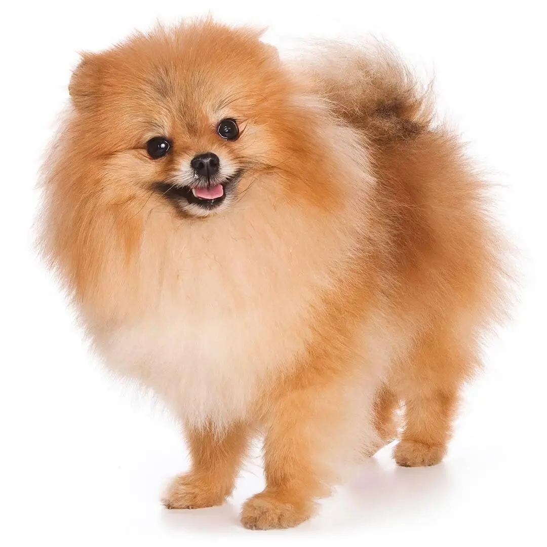 German Spitz Klein