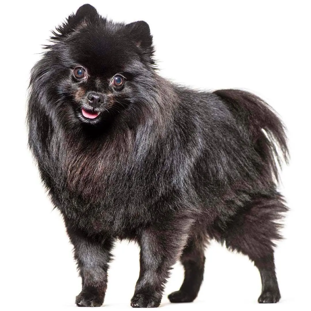 German Spitz Mittel