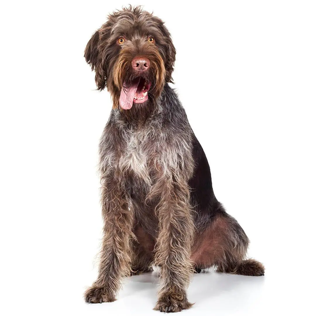 German Wire-Haired Pointer