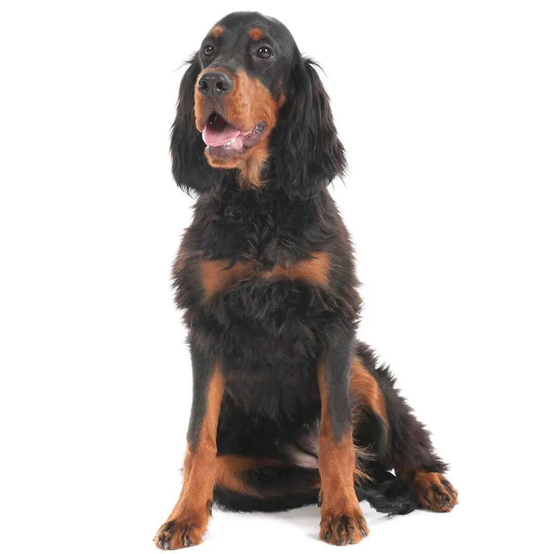 Gordon Setter