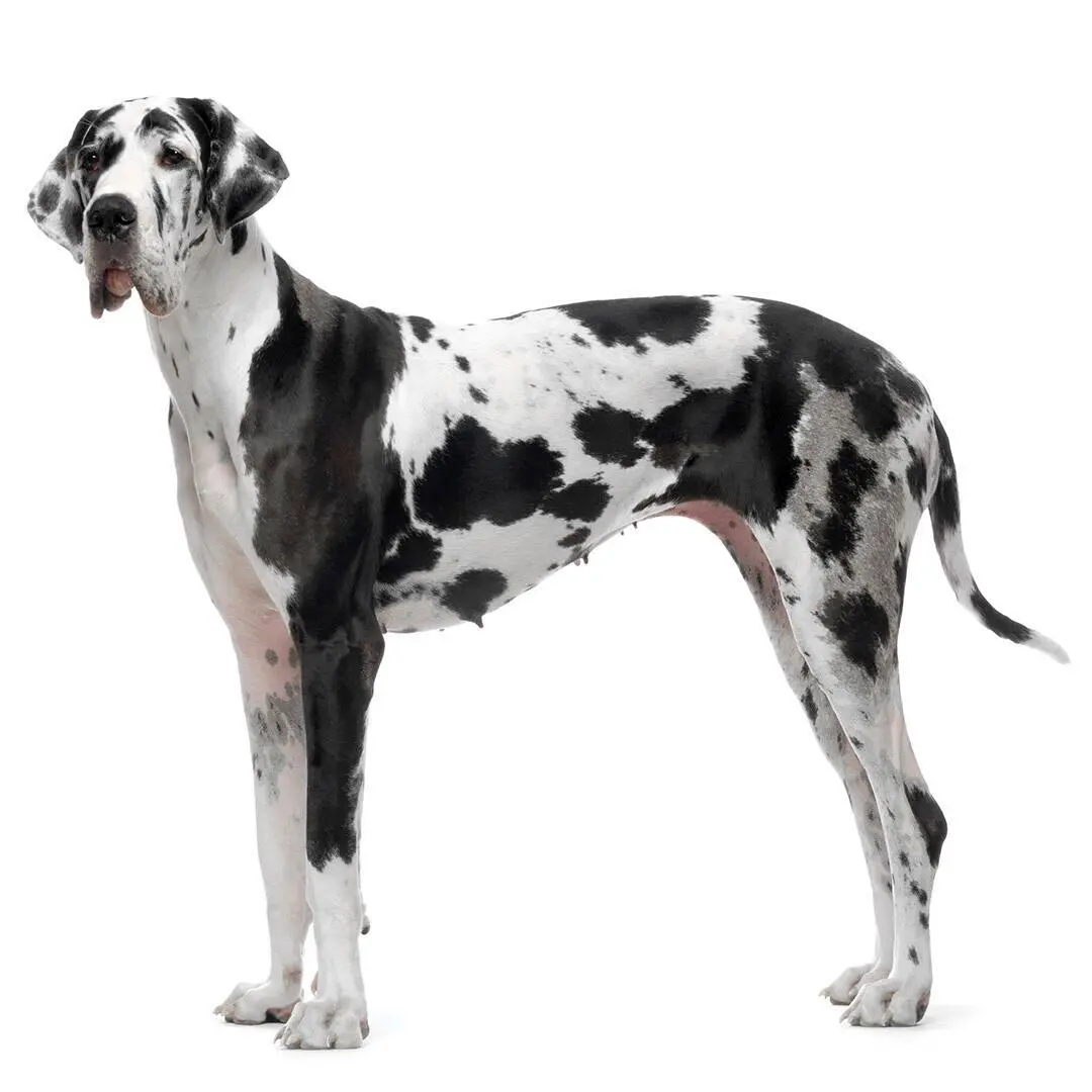 Great Dane