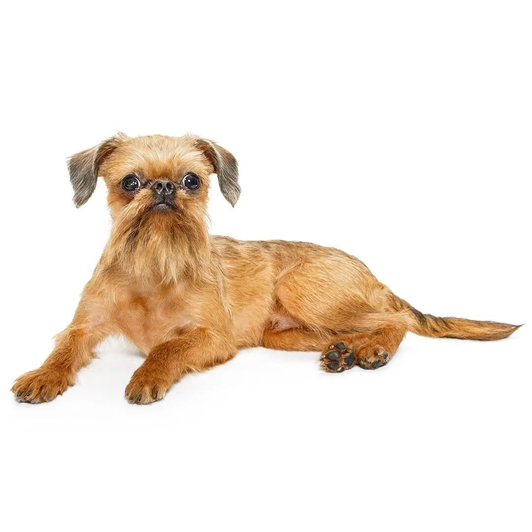 Brussels Griffon