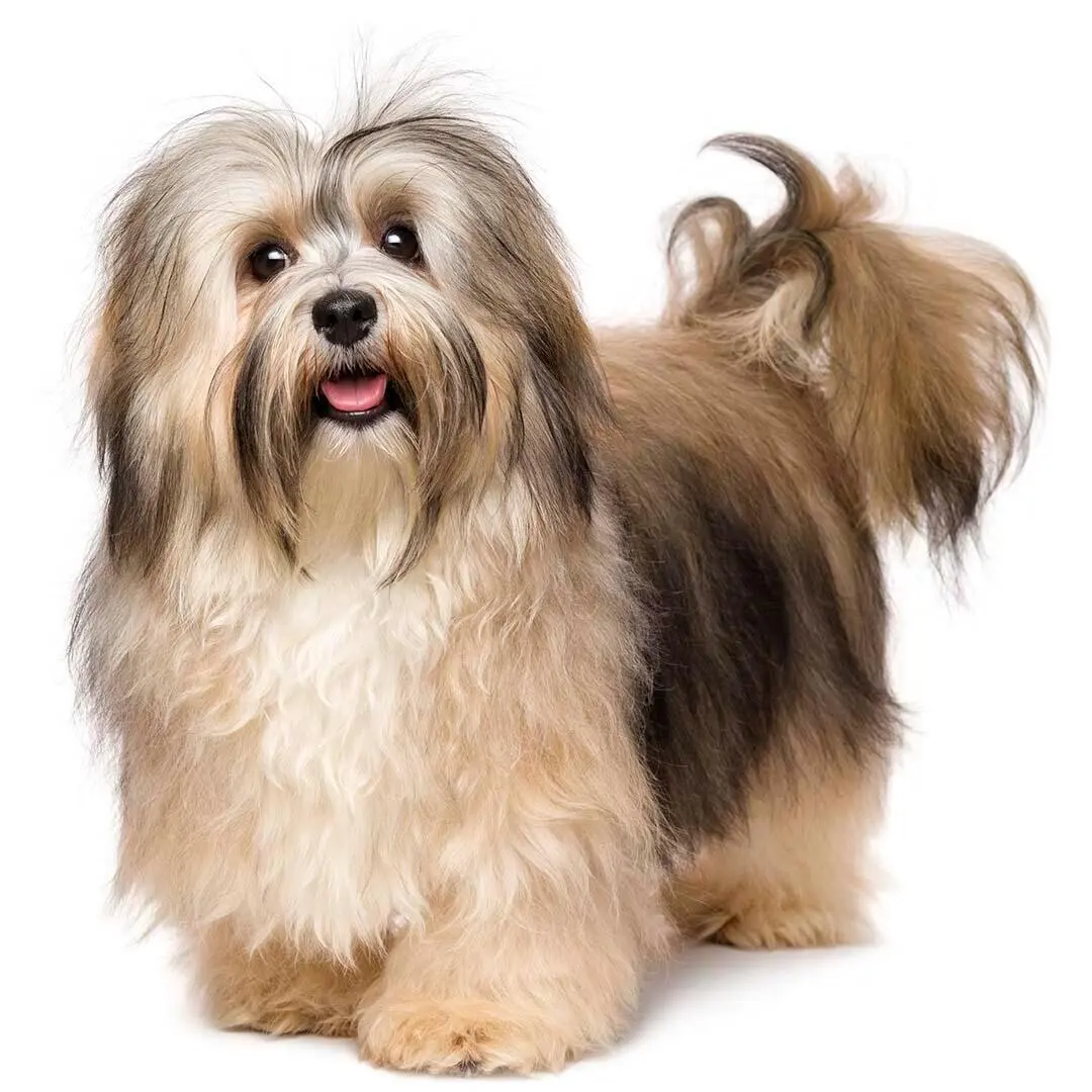 Havanese