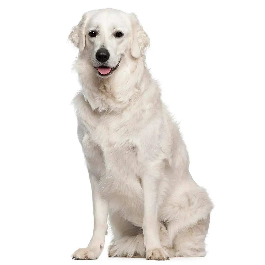 Hungarian Kuvasz