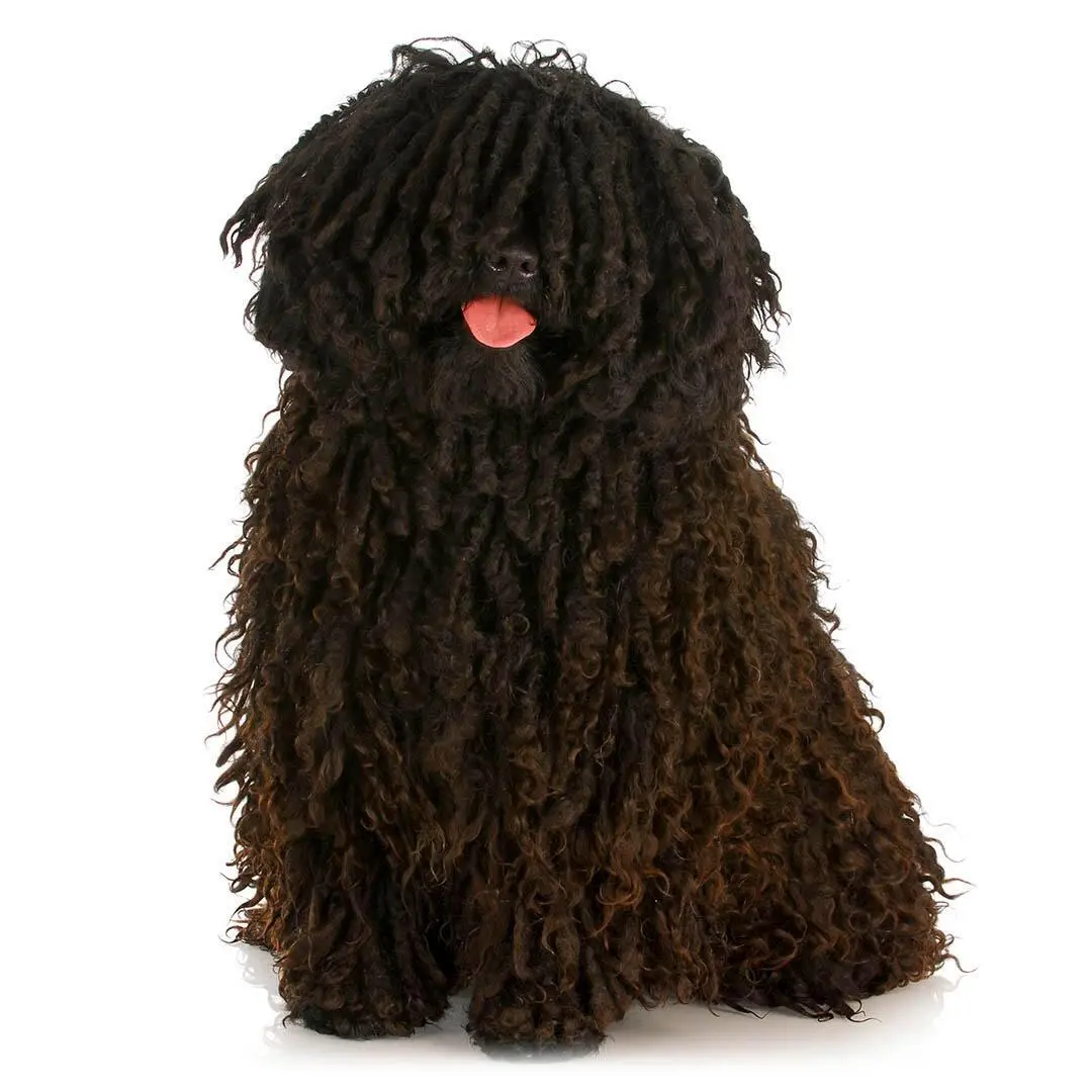 Hungarian Puli