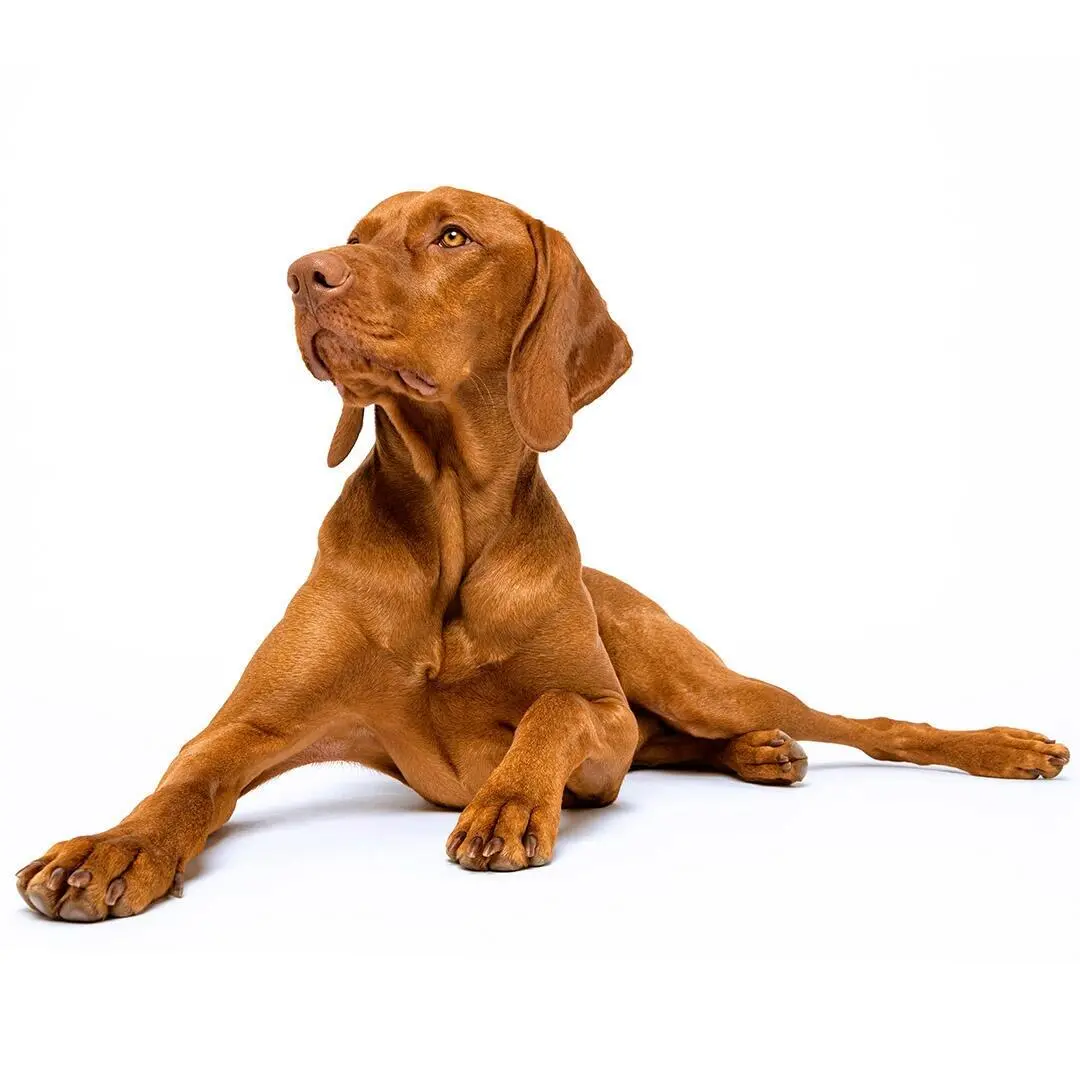 Hungarian Vizsla