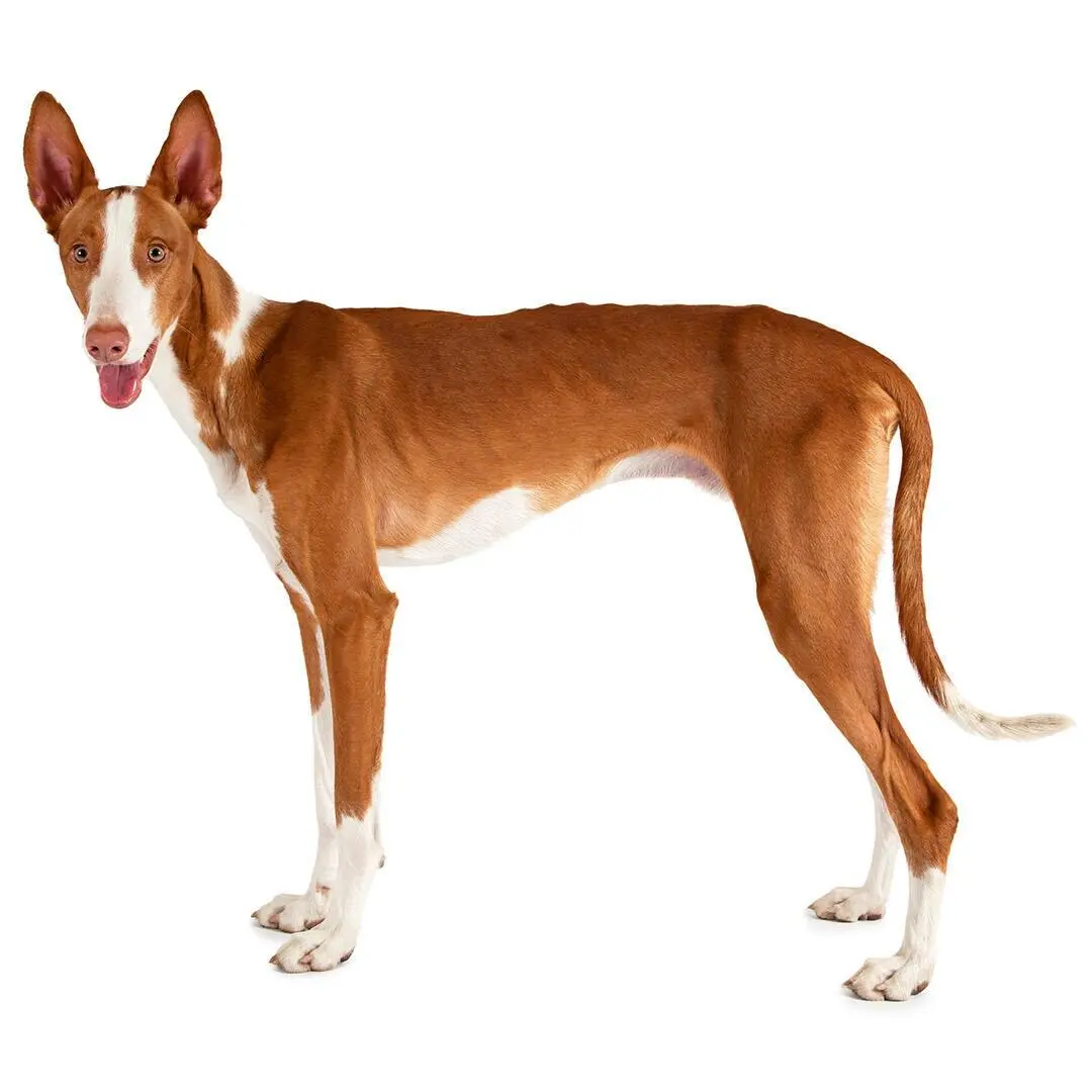 Ibizan Hound