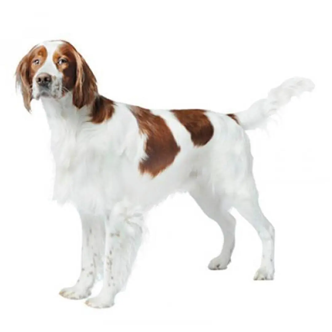 Irish Red and White Setter