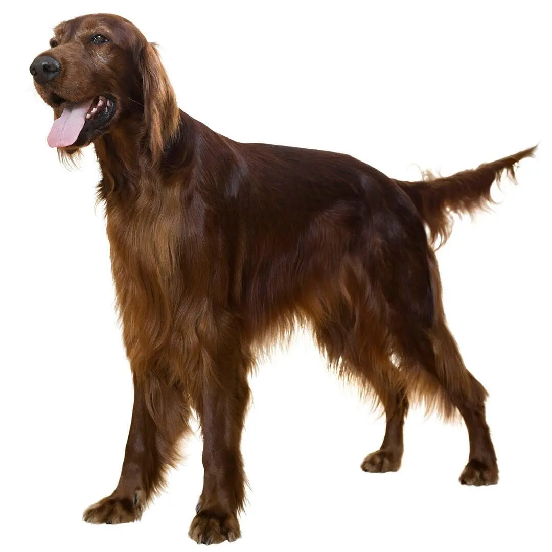 Irish Setter