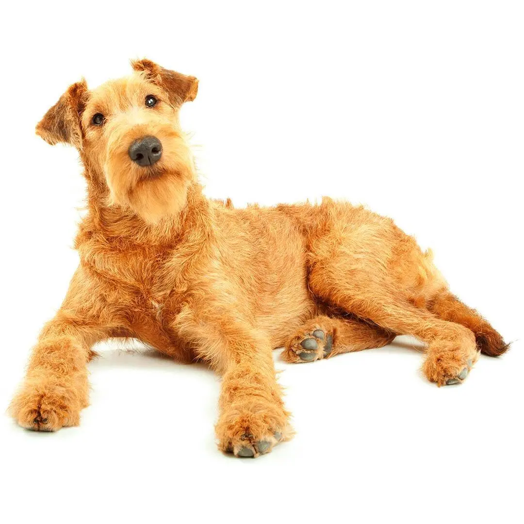 Irish Terrier