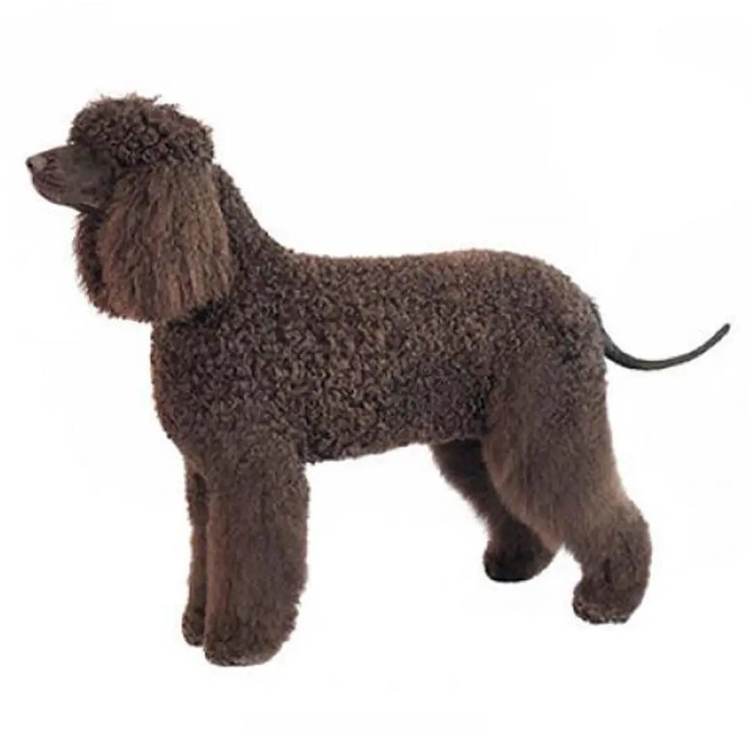 Irish Water Spaniel