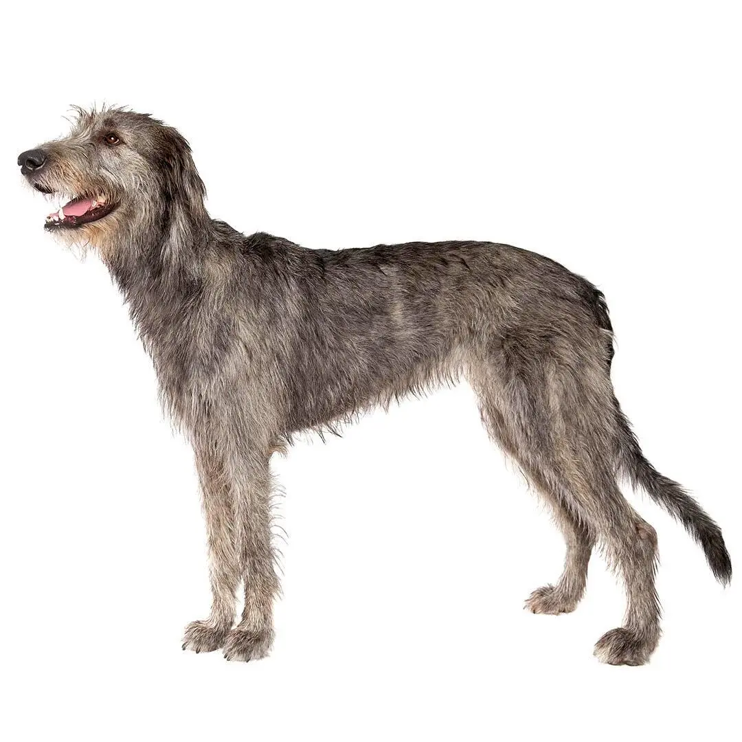 Irish Wolfhound