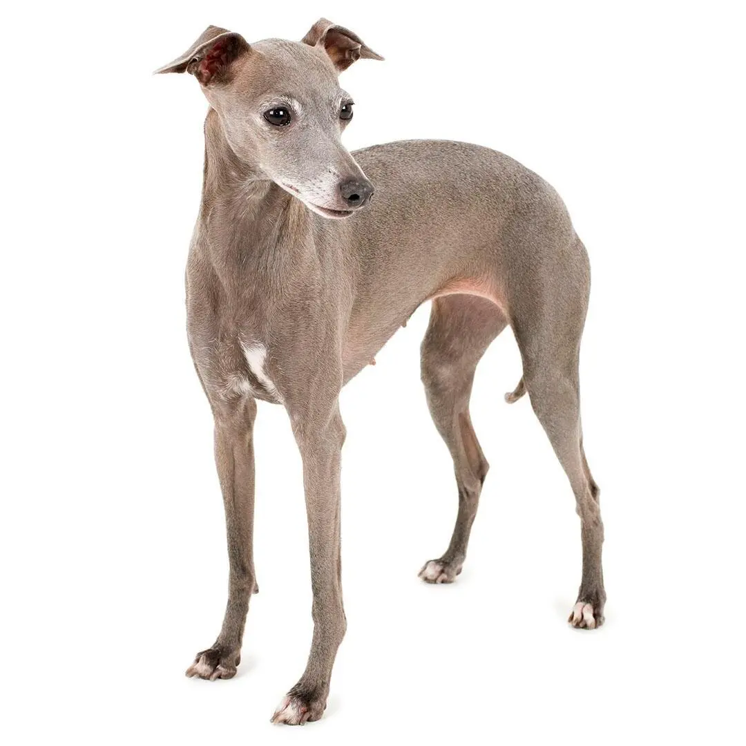 Italian Greyhound