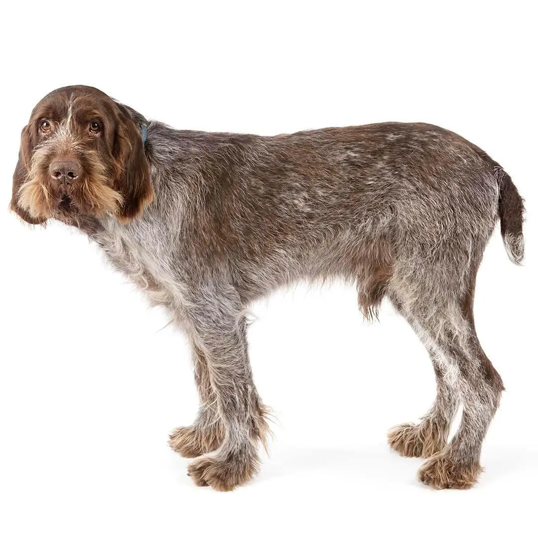 Italian Spinone