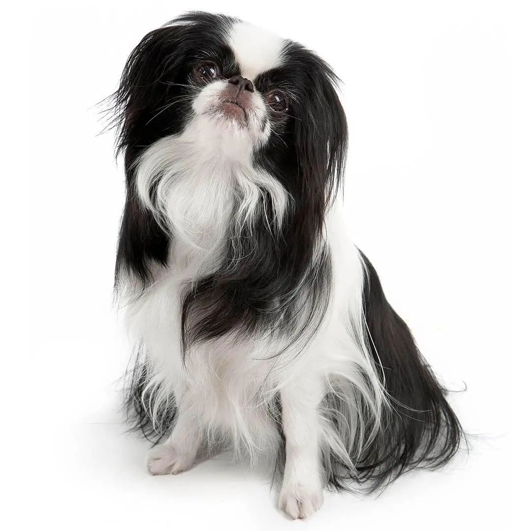 Japanese Chin